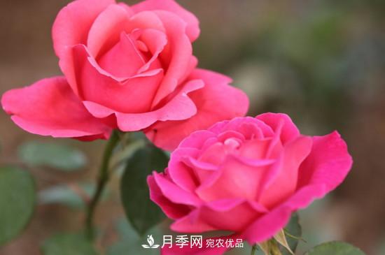 為什么南陽月季老根便宜？(圖1)