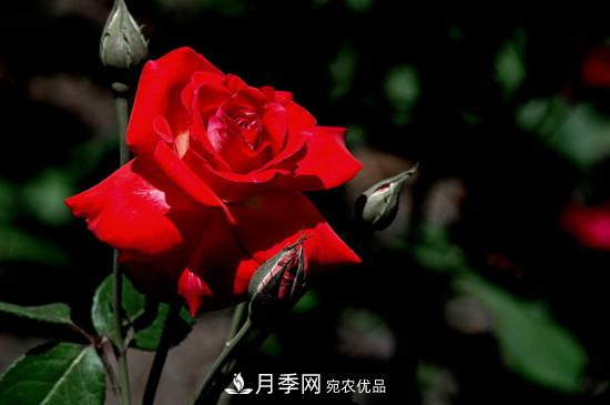 為什么南陽月季老根便宜？(圖2)