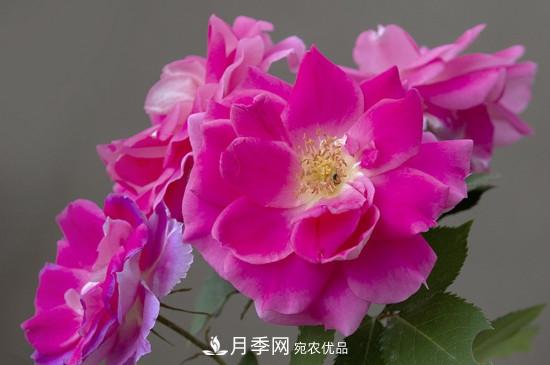 為什么南陽月季老根便宜？(圖3)