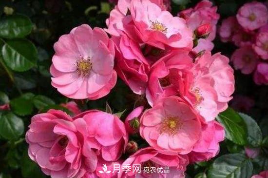 耐熱月季，廣東適合種什么月季？(圖3)