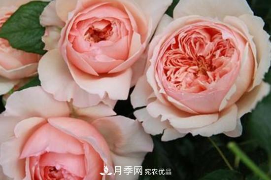 耐熱月季，廣東適合種什么月季？(圖2)