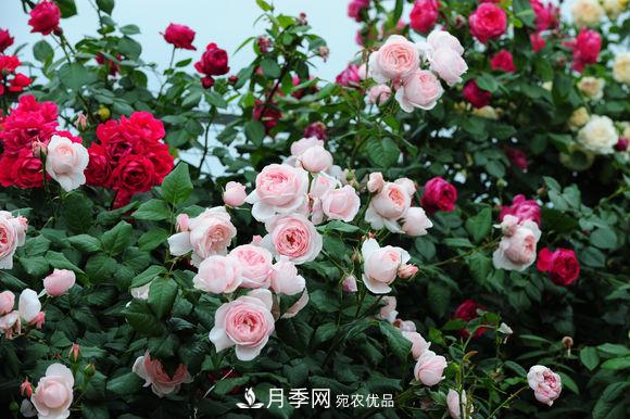 耐熱月季，廣東適合種什么月季？(圖1)