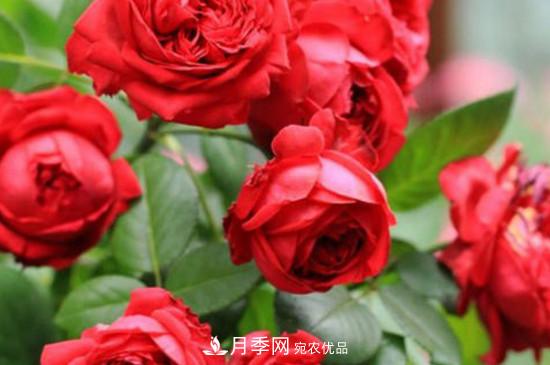 耐熱月季，廣東適合種什么月季？(圖4)