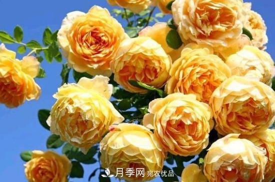 黃月季有哪些品種？(圖4)