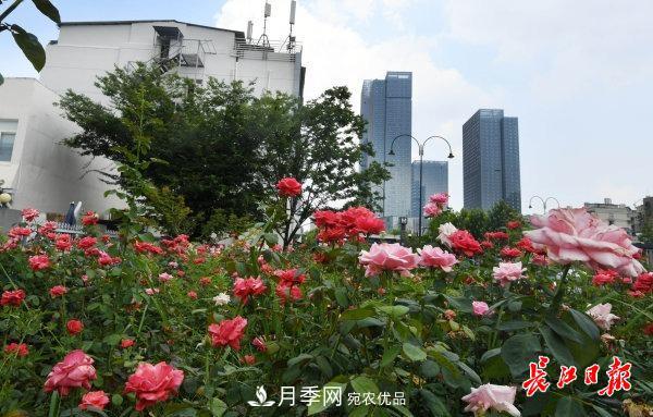 烈日下，武漢城區(qū)月季盛情開放(圖集)(圖4)