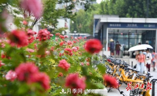 烈日下，武漢城區(qū)月季盛情開放(圖集)(圖2)