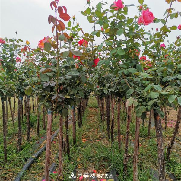 3-5分工程月季樹批發(fā)就來(lái)這樣的月季基地，量大品優(yōu)(圖2)