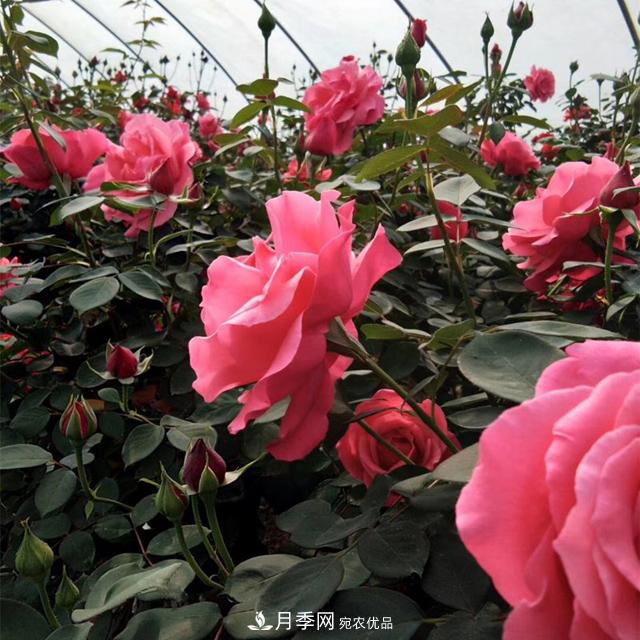 南陽樹狀月季批發(fā)基地，規(guī)模大，品質(zhì)好，成活率高(圖2)