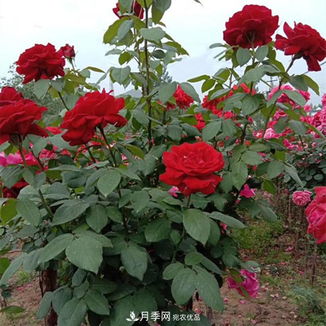 南陽樹狀月季批發(fā)基地，規(guī)模大，品質(zhì)好，成活率高(圖3)