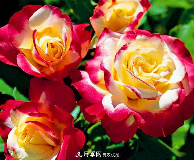 香水月季紅雙喜，學(xué)會(huì)5個(gè)要點(diǎn)，花朵又大又香(圖2)