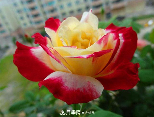 香水月季紅雙喜，學(xué)會(huì)5個(gè)要點(diǎn)，花朵又大又香(圖1)