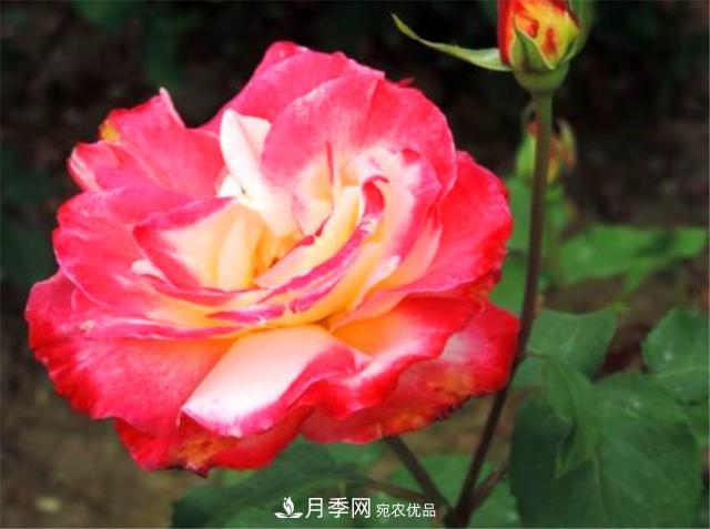 香水月季紅雙喜，學(xué)會(huì)5個(gè)要點(diǎn)，花朵又大又香(圖3)