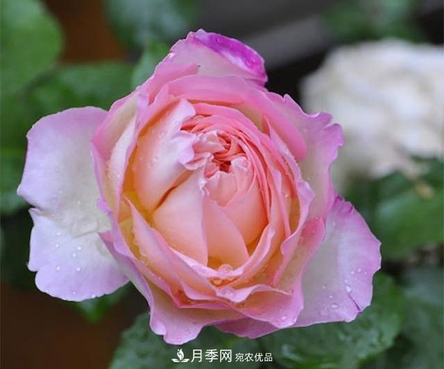 破曉月季會變色，三天一變身，糖果色花瓣溫婉可人(圖1)