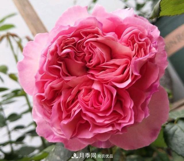 破曉月季會變色，三天一變身，糖果色花瓣溫婉可人(圖2)