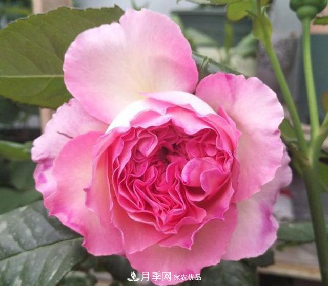 破曉月季會變色，三天一變身，糖果色花瓣溫婉可人(圖3)