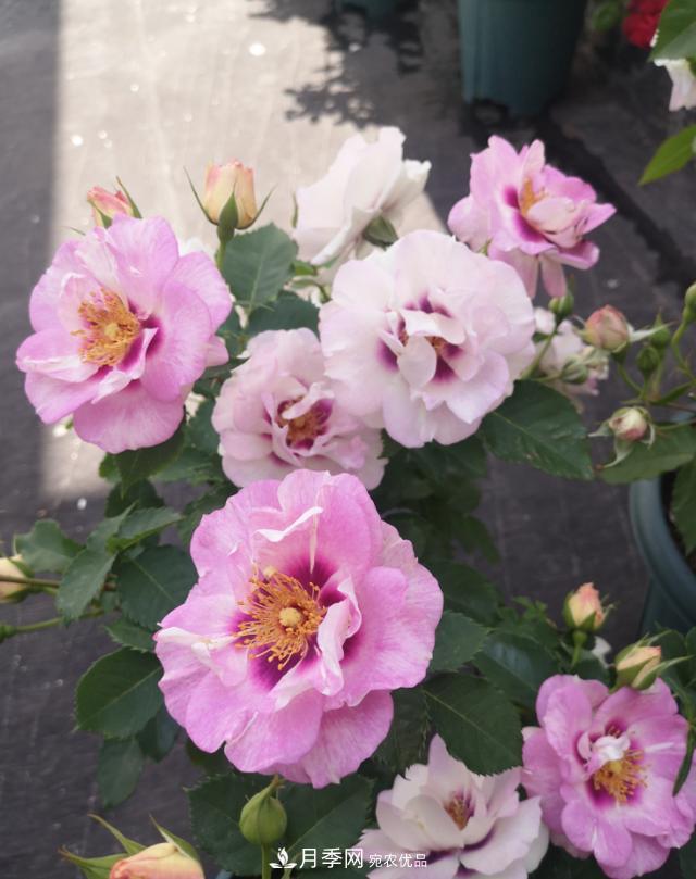 8款巴比倫眼睛月季，花型獨特還有好聞的香味(圖2)