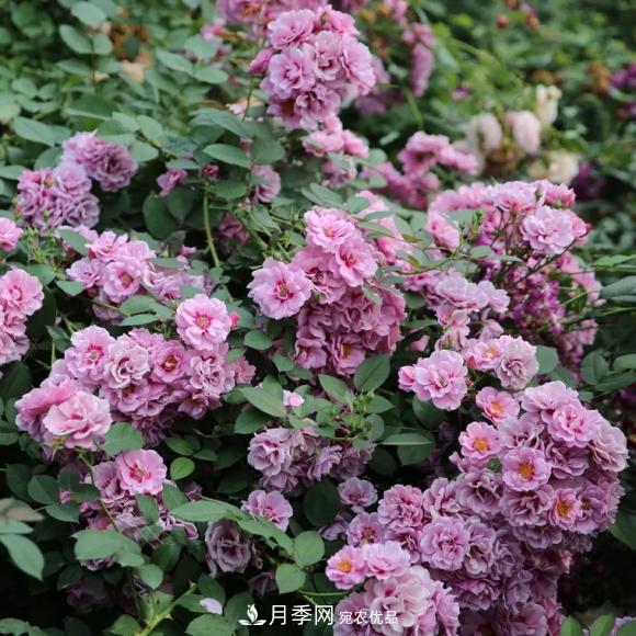 8款巴比倫眼睛月季，花型獨特還有好聞的香味(圖5)