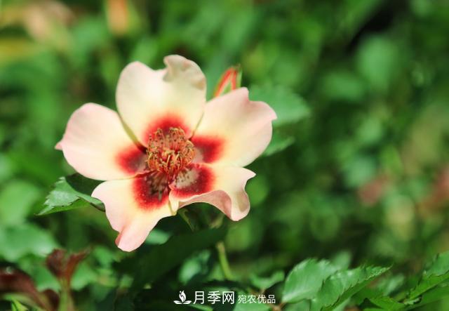 8款巴比倫眼睛月季，花型獨特還有好聞的香味(圖6)