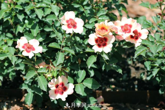 8款巴比倫眼睛月季，花型獨特還有好聞的香味(圖7)