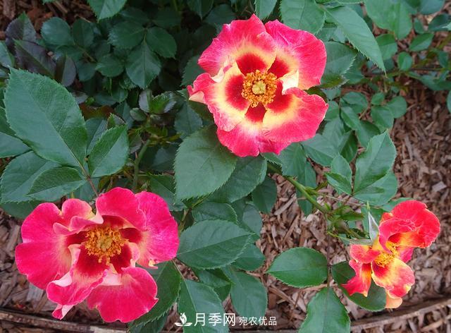 8款巴比倫眼睛月季，花型獨特還有好聞的香味(圖11)