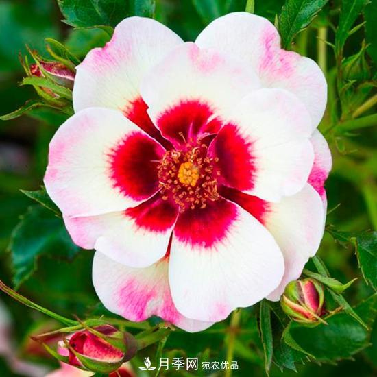 8款巴比倫眼睛月季，花型獨特還有好聞的香味(圖15)