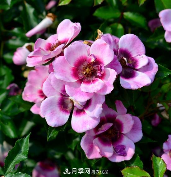 8款巴比倫眼睛月季，花型獨特還有好聞的香味(圖14)