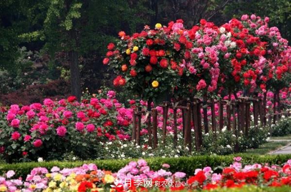 南陽(yáng)月季園開(kāi)展百萬(wàn)月季種植大會(huì)戰(zhàn)(圖1)