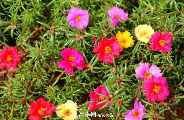 8月，不要再買(mǎi)這3種花，賞花時(shí)間短，很不劃算(圖1)