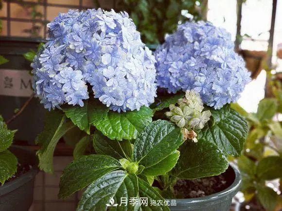 8月，不要再買(mǎi)這3種花，賞花時(shí)間短，很不劃算(圖2)