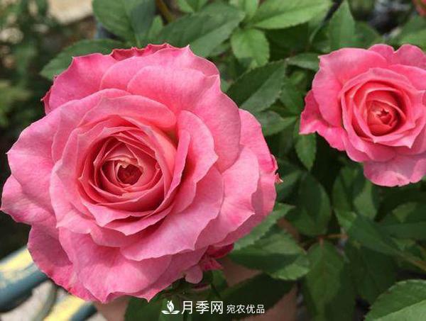 ***齊全的適合陽臺(tái)養(yǎng)的月季品種系列，來看一看(圖1)