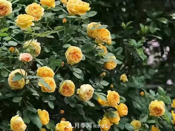 藤本月季怎么藤本月季，南陽藤本月季基地有幾個(gè)建議送給你！(圖1)