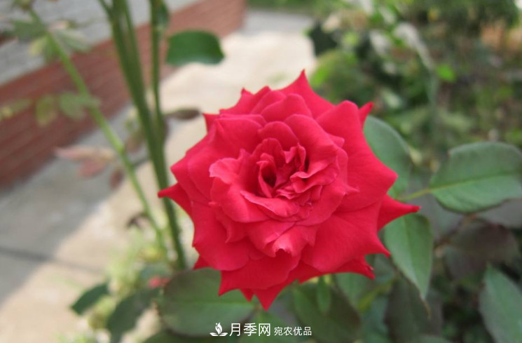 夏天月季花小又不香，5種情況看一看，您家屬于哪一種？(圖2)