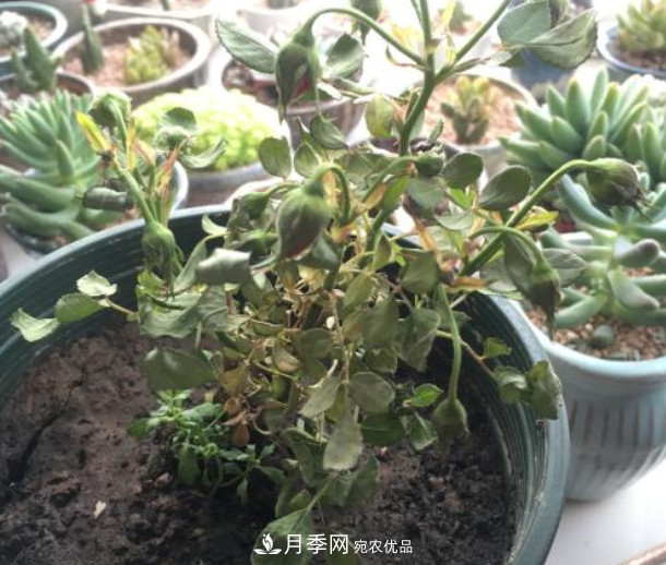 夏天月季花小又不香，5種情況看一看，您家屬于哪一種？(圖4)