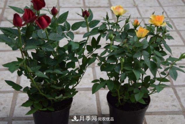 夏天月季花小又不香，5種情況看一看，您家屬于哪一種？(圖5)