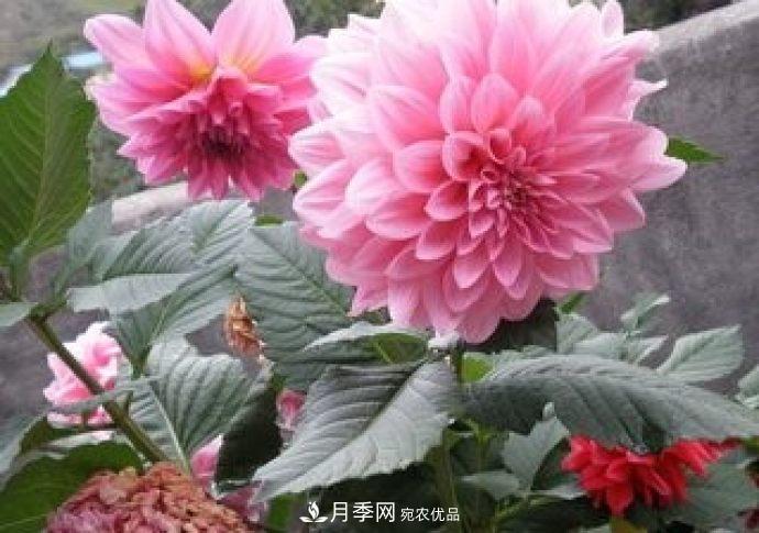 甘肅省種植月季花也能年入800萬(wàn)？生意經(jīng)全在這(圖1)