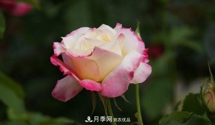甘肅省種植月季花也能年入800萬(wàn)？生意經(jīng)全在這(圖2)