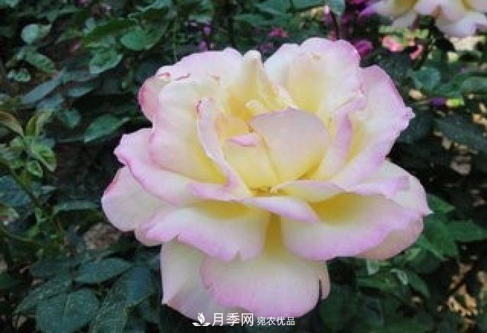 甘肅省種植月季花也能年入800萬(wàn)？生意經(jīng)全在這(圖3)