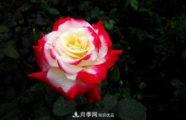 大花月季主要有哪些花色和品種？(圖1)