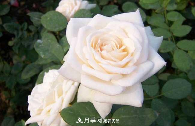 大花月季主要有哪些花色和品種？(圖2)