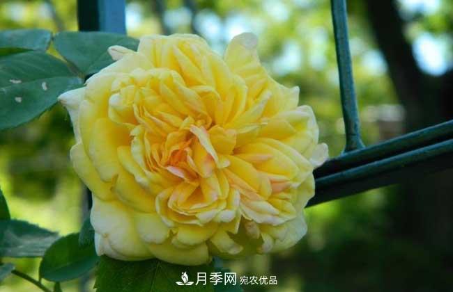 大花月季主要有哪些花色和品種？(圖3)