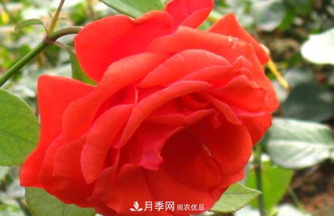 大花月季主要有哪些花色和品種？(圖4)
