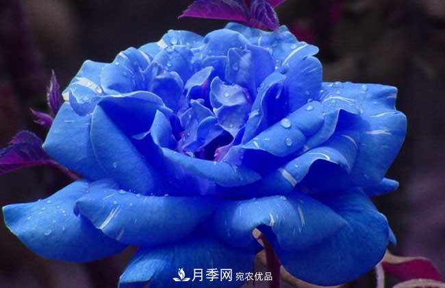 大花月季主要有哪些花色和品種？(圖5)
