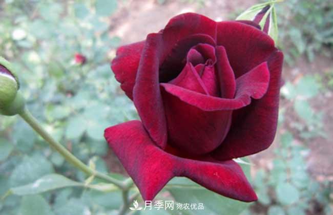大花月季主要有哪些花色和品種？(圖6)