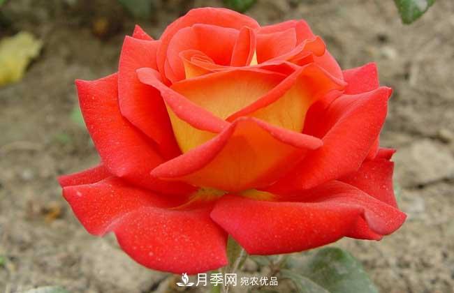 大花月季主要有哪些花色和品種？(圖8)