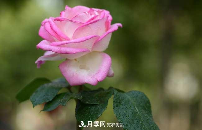 大花月季主要有哪些花色和品種？(圖9)