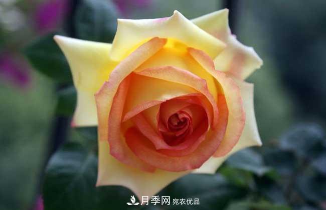 大花月季主要有哪些花色和品種？(圖10)