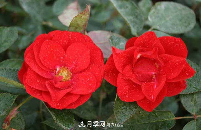 豐花月季有哪些經(jīng)典品種？(圖4)