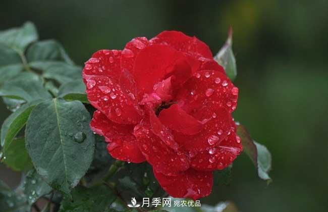 豐花月季有哪些經(jīng)典品種？(圖5)