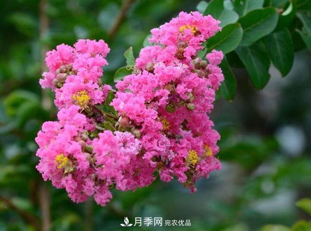比烈日更潑辣的3種花樹，盛夏燦爛無比，你要養(yǎng)一棵嗎？(圖1)