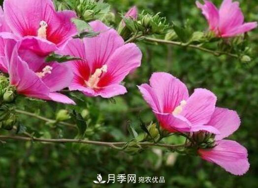 比烈日更潑辣的3種花樹，盛夏燦爛無比，你要養(yǎng)一棵嗎？(圖2)